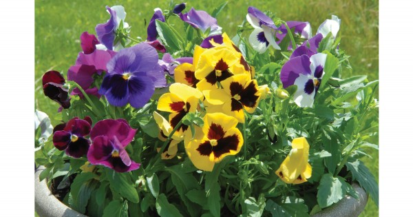 Majestic Giants ll Autumn Mix Pansy Seeds