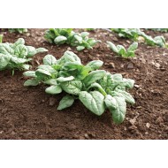 Conservor - Organic (F1) Shallot Seed