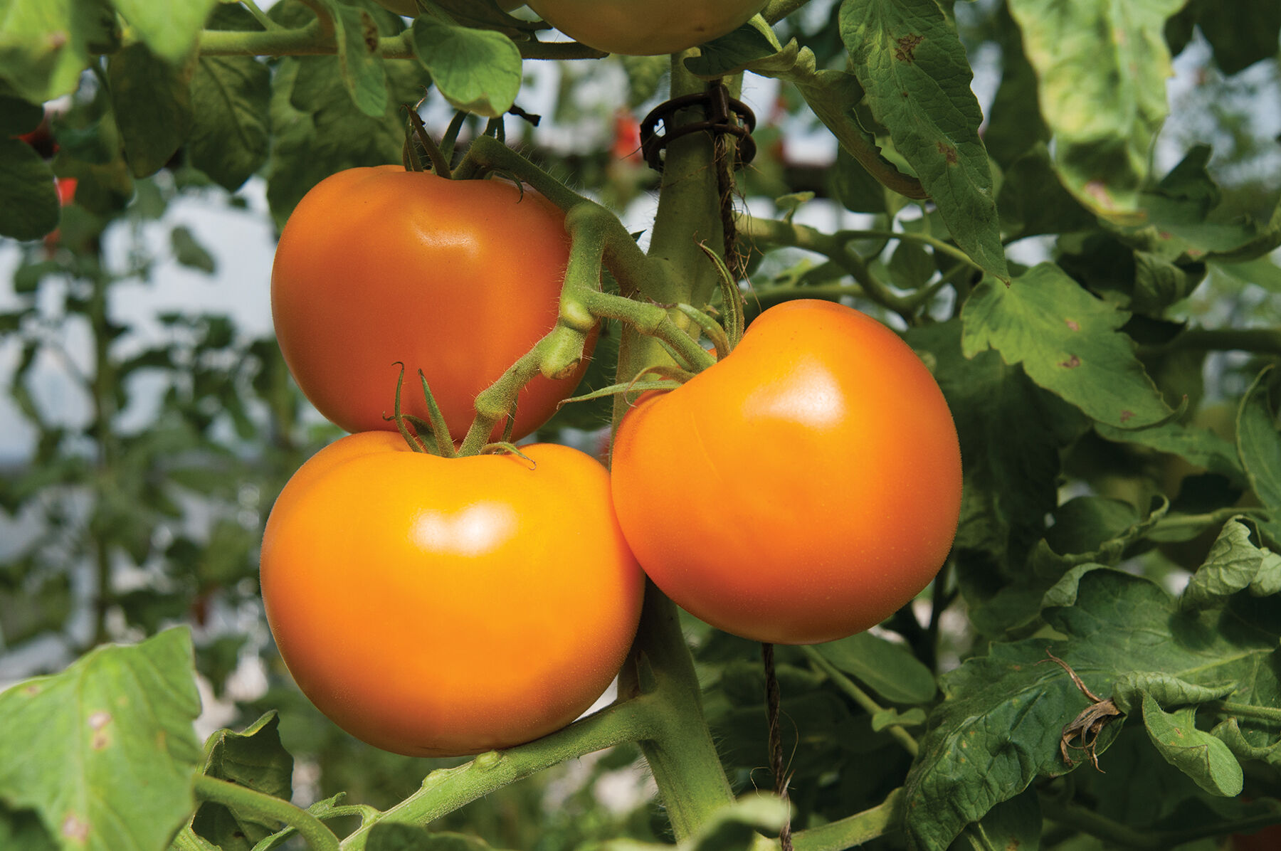 Оранж олив f1 томат