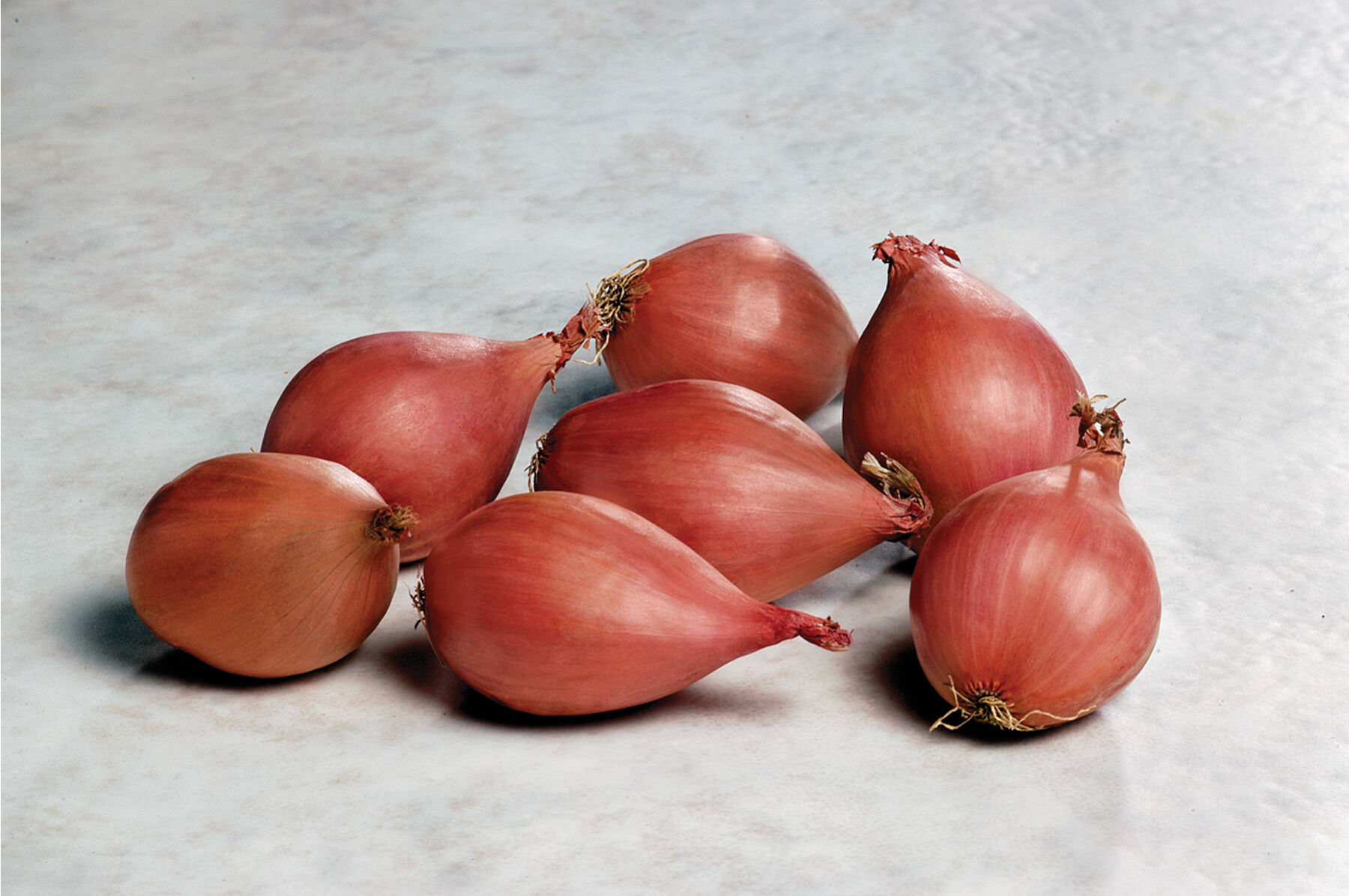 Conservor Shallot Transplants - Certified Organic