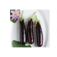 Graines de Gilo, jiló, aubergine africaine Comprido Verde Claro