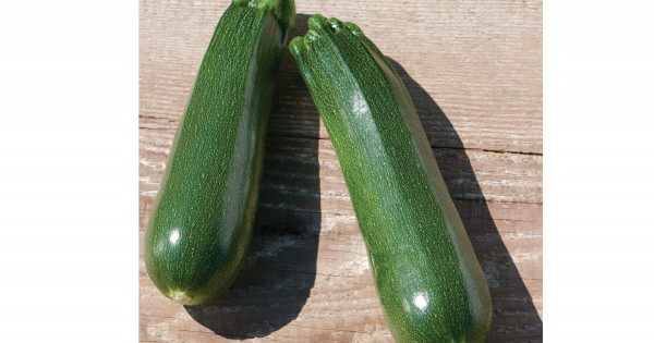 Green Machine Organic Zucchini - Fedco Seeds